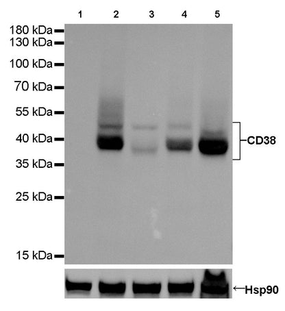 S-RMab® CD38 Recombinant Rabbit mAb (SDT-031-45-2)