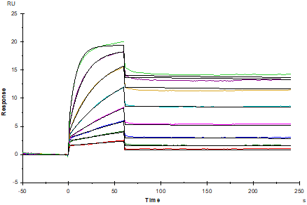 VEGF-R2/KDR Fc Chimera Protein, Human