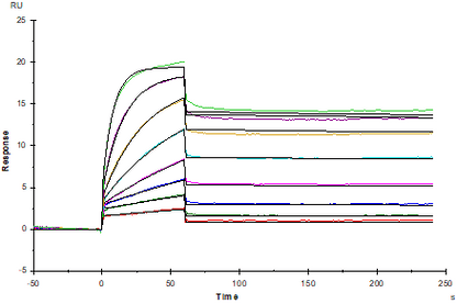 VEGF-R2/KDR Fc Chimera Protein, Human