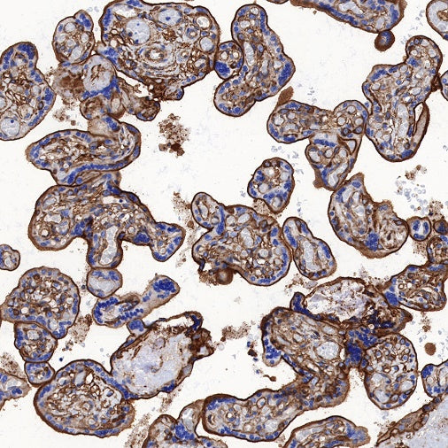 S-RMab®Annexin A2 Recombinant Rabbit mAb (SDT-444-67)