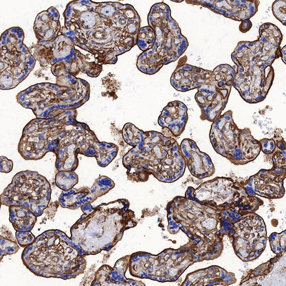 S-RMab®Annexin A2 Recombinant Rabbit mAb (SDT-444-67)