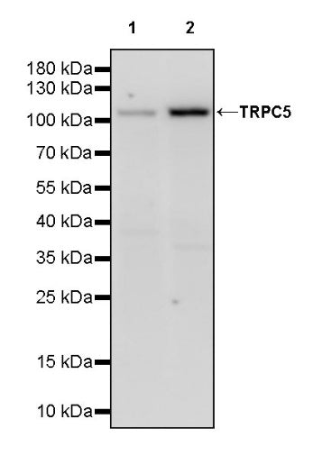 TRPC5 Recombinant Rabbit mAb (S-1901-38)