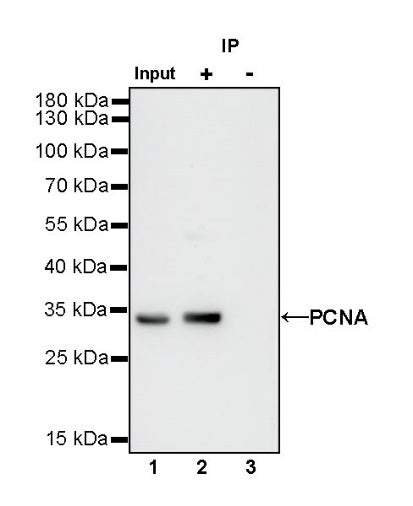 PCNA Recombinant Rabbit mAb (SDT-297-116)