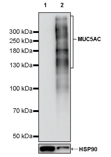 MUC5AC Recombinant Rabbit mAb (SDT-2630-23)