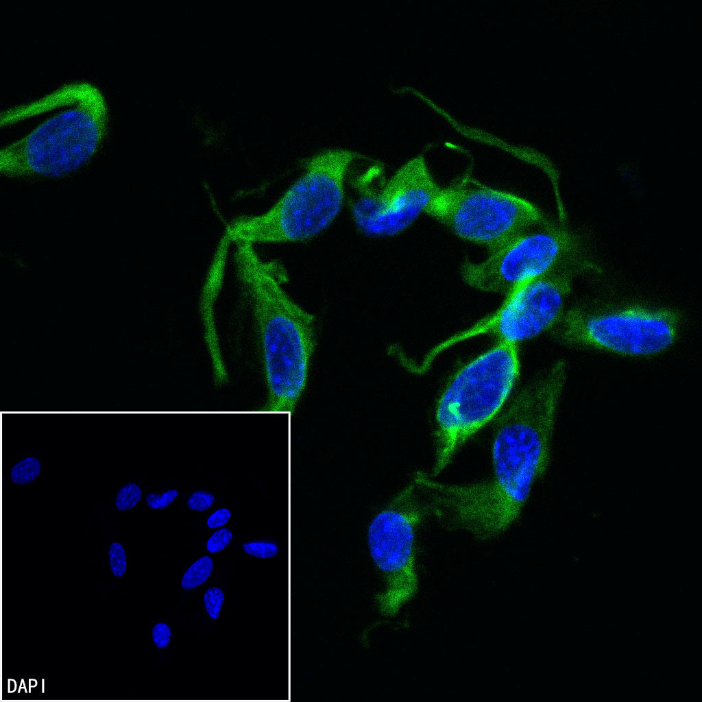 Anti-Biotin Recombinant Rabbit mAb (FITC Conjugate) (S-3083)