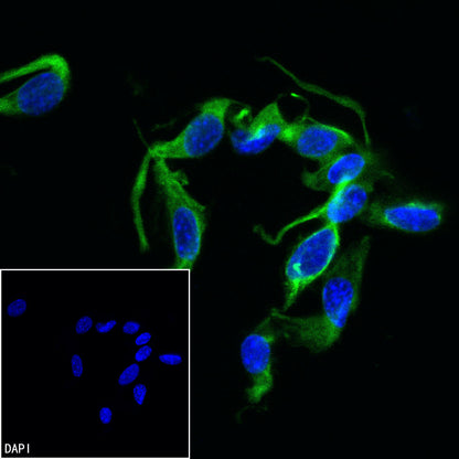 Anti-Biotin Recombinant Rabbit mAb (FITC Conjugate) (S-3083)