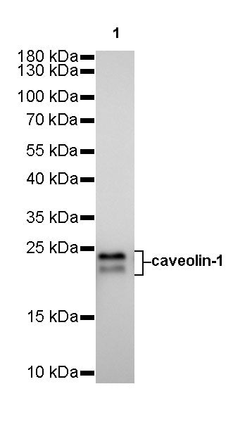 Caveolin-1 Recombinant Rabbit mAb (SDT-065-20)