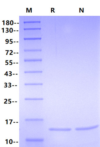 Recombinant HBV Surface Antigen-preS1