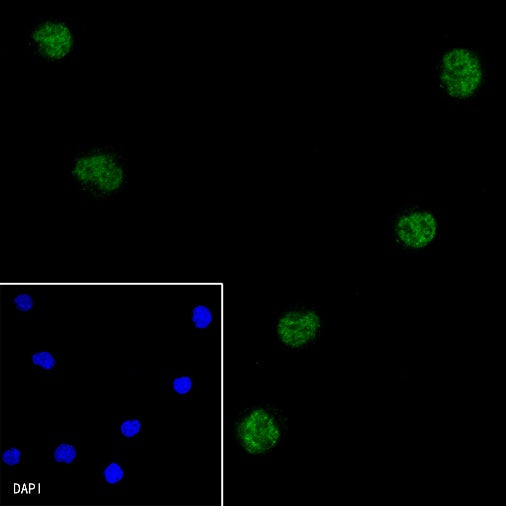 PAX5 Recombinant Rat mAb (S-R200)