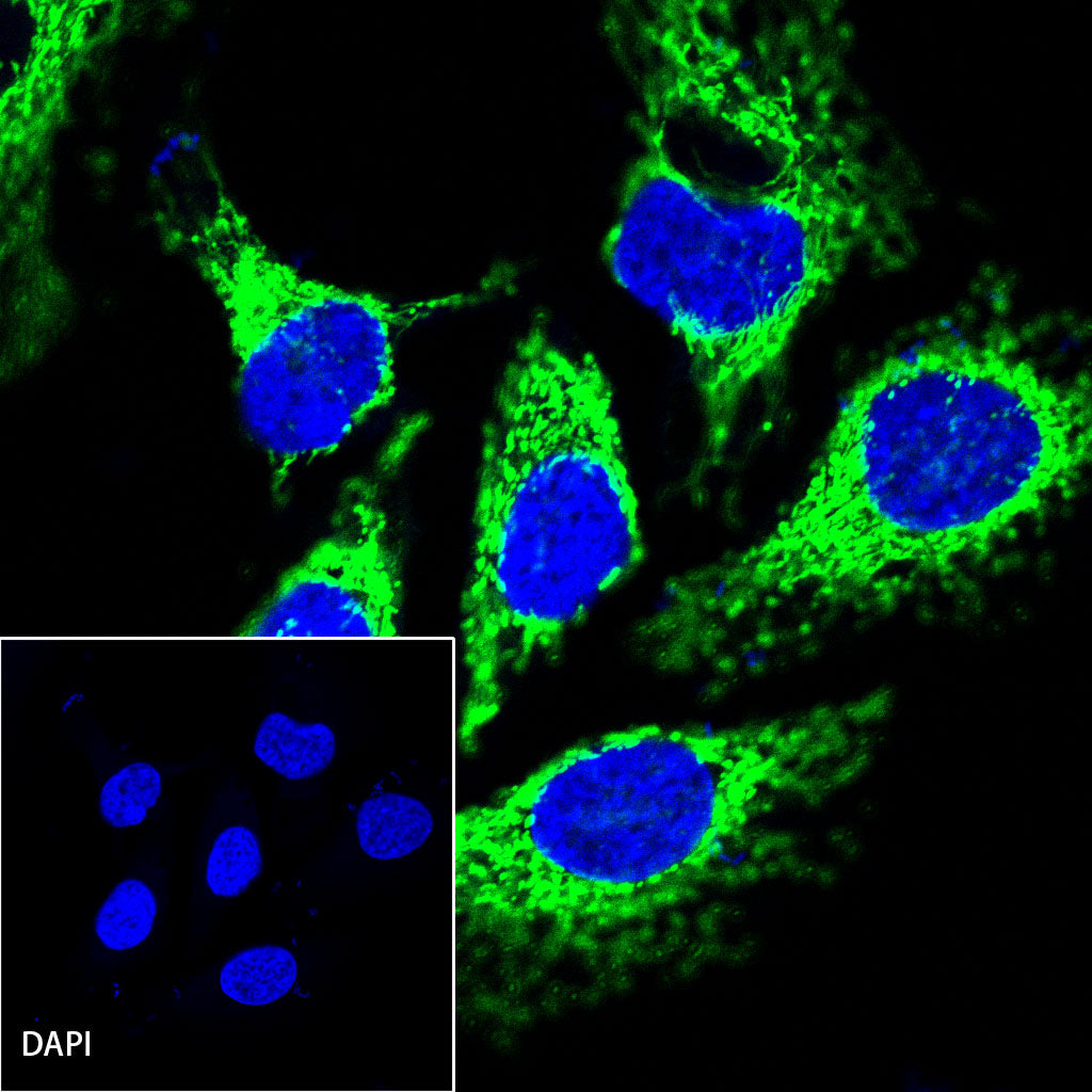 Goat anti-Rabbit IgG(H+L) (Alexa Fluor® 488 Conjugate)