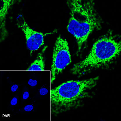 Goat anti-Rabbit IgG(H+L) (Alexa Fluor® 488 Conjugate)