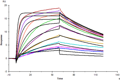 FKBP12(F37V) His Tag Protein, Human