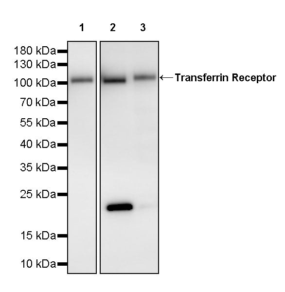 Transferrin Receptor Recombinant Rabbit mAb (S-4791)