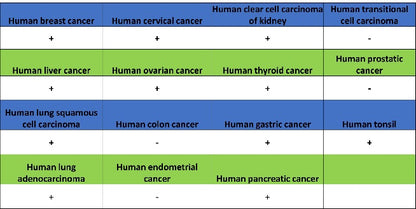 NEK7 Recombinant Rabbit mAb (S-2494-70)