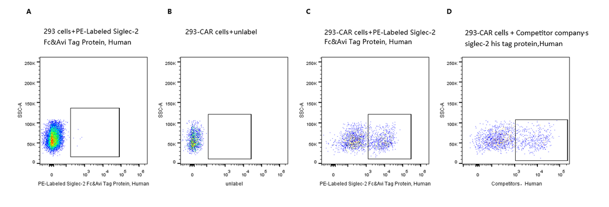 PE-Labeled Siglec-2/CD22 Fc&Avi Tag Protein, Human