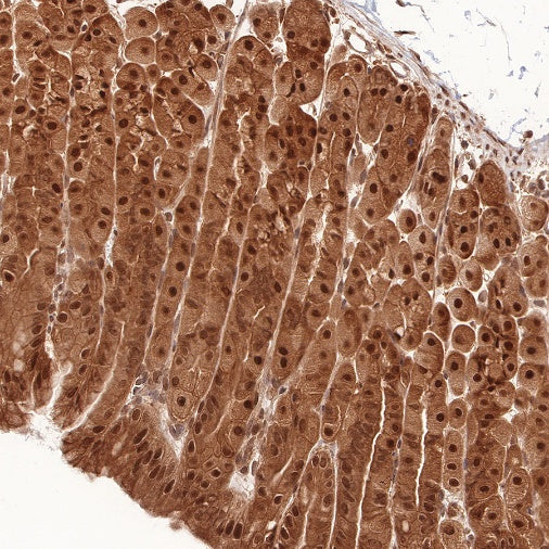RBX1 Recombinant Rabbit mAb (S-R355)