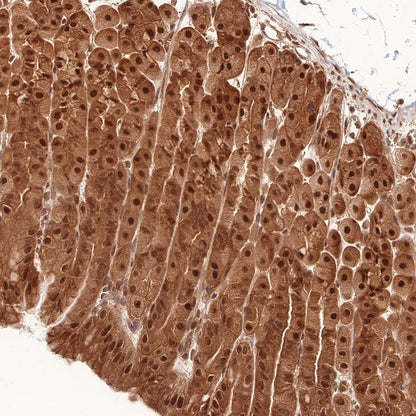 RBX1 Recombinant Rabbit mAb (S-R355)