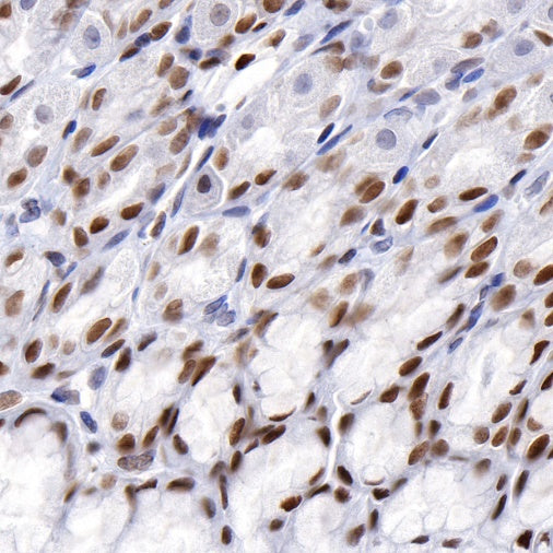 JunB Recombinant Rabbit mAb (S-R294)