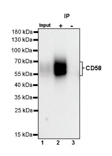CD58 Recombinant Rabbit mAb (S-1046-14)