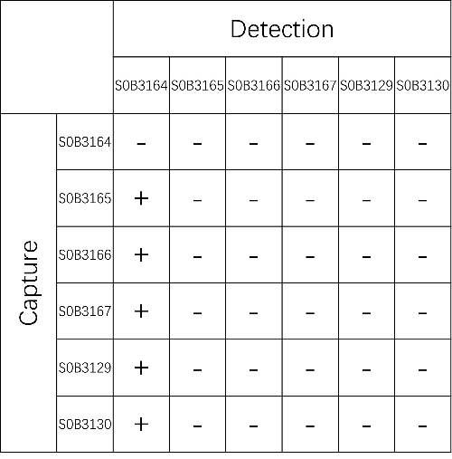 Osteocalcin/OST Recombinant Rabbit mAb (SDT-253-25)