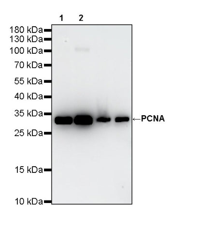 PCNA Recombinant Mouse mAb (S-5477)