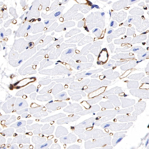 Paxillin Recombinant Rabbit mAb (S-619-12)