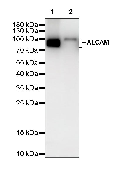ALCAM Recombinant Rabbit mAb (S-4080-40)