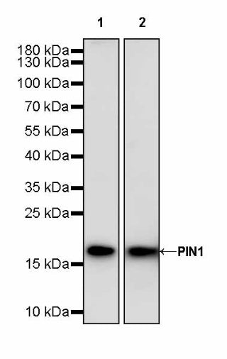 PIN1 Recombinant Rabbit mAb (S-2731-43)