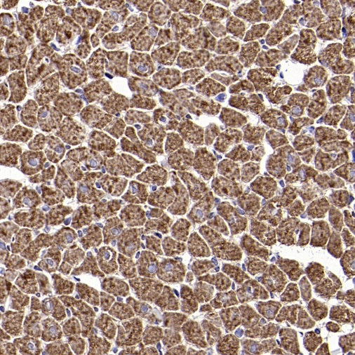 TOM20 Recombinant Rabbit mAb (SDT-2553-11)