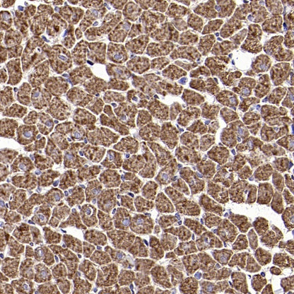 TOM20 Recombinant Rabbit mAb (SDT-2553-11)