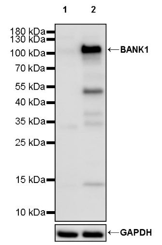 BANK1 Recombinant Rabbit mAb (SDT-2265-37)