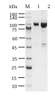 BTK[T474S] Protein