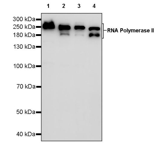 RNA Polymerase II Recombinant Rabbit mAb (S-969-102)