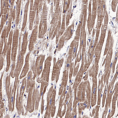 Beta Actin Recombinant Mouse mAb (S-5033)