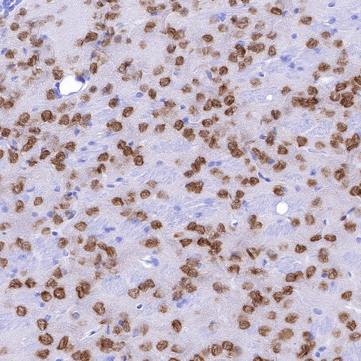 NeuN Recombinant Rabbit mAb (S-392-1)