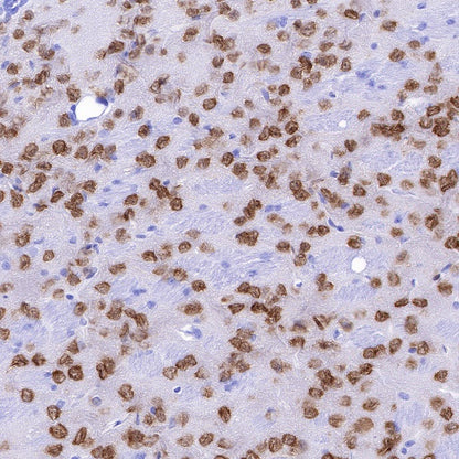 NeuN Recombinant Rabbit mAb (S-392-1)