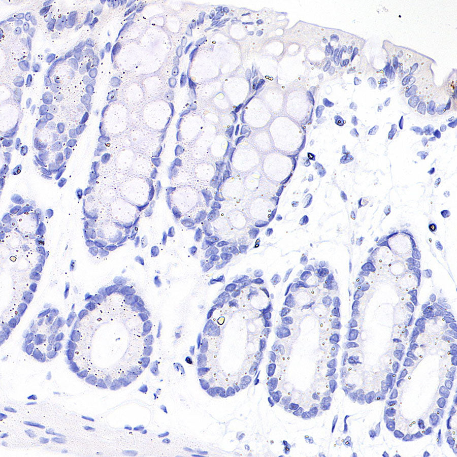 MOG Rabbit Polyclonal Antibody