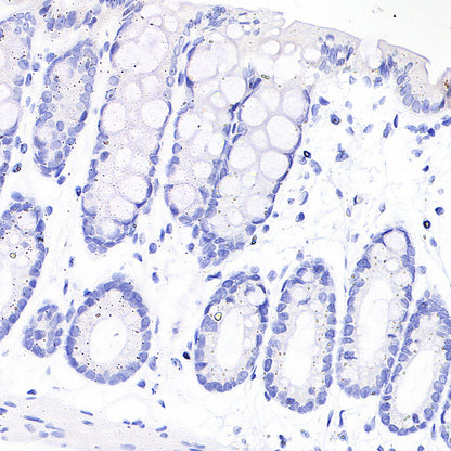 MOG Rabbit Polyclonal Antibody