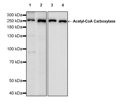 Acetyl-CoA Carboxylase Recombinant Rabbit mAb (S-2220-96)