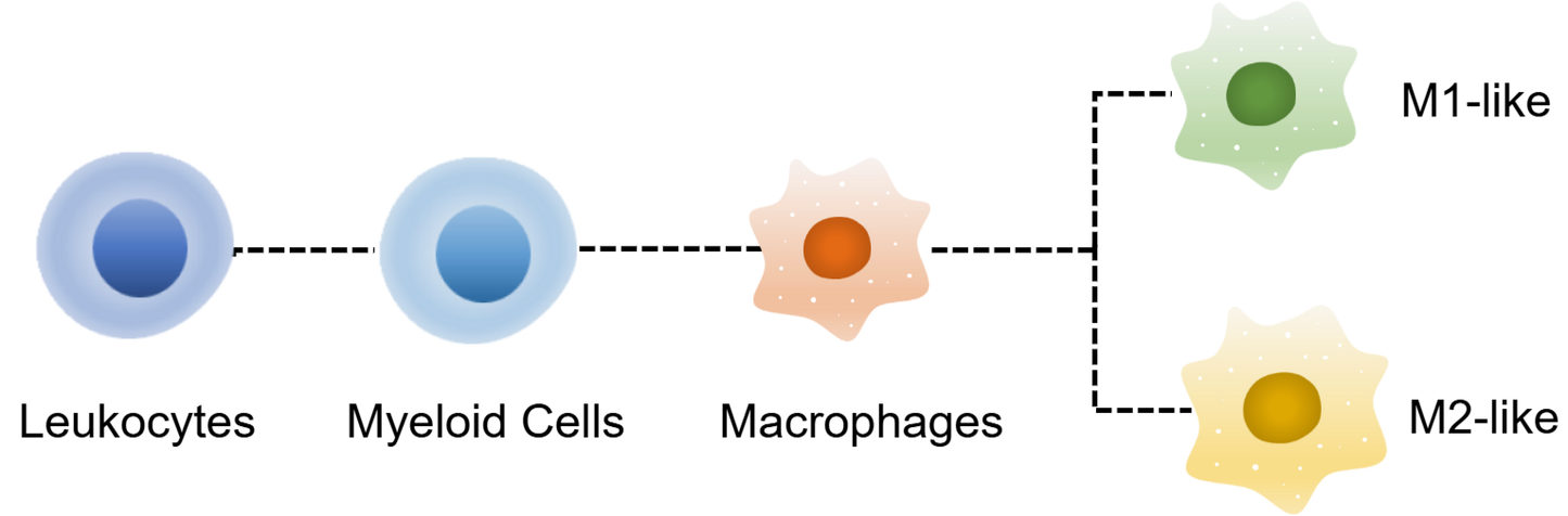 Mouse MacroPhage Panel Kit (CD45/CD11b/F4/80/Ly6G/CD206/CD86)