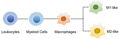 Mouse MacroPhage Panel Kit (CD45/CD11b/F4/80/Ly6G/CD206/CD86)
