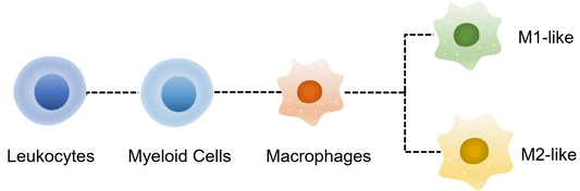 Mouse MacroPhage Panel Kit (CD45/CD11b/F4/80/Ly6G/CD206/CD86)