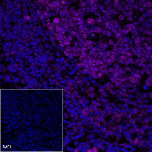 Ki67 Mouse mAb (Cy5 Conjugate) (S-606-33)