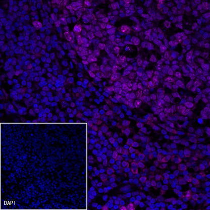 Ki67 Mouse mAb (Cy5 Conjugate) (S-606-33)