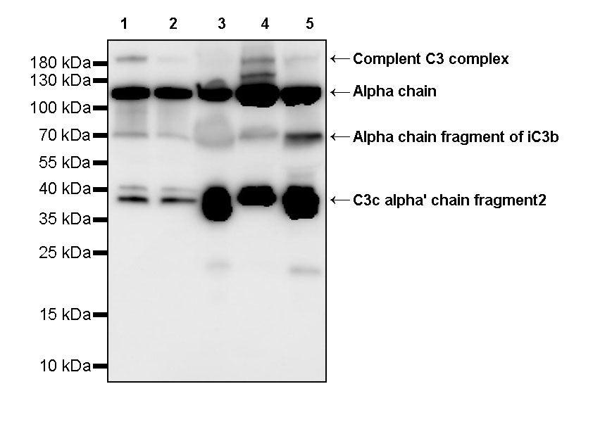 C3 Recombinant Rabbit mAb (S-5146)