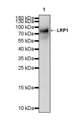 LRP1 Rabbit Polyclonal Antibody