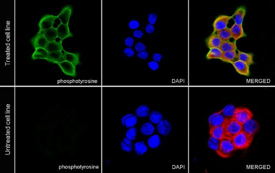 Phosphotyrosine Mouse mAb (S-R433-1)