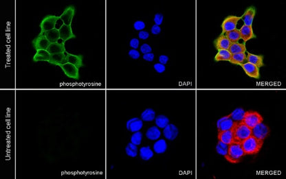 Phosphotyrosine Mouse mAb (S-R433-1)