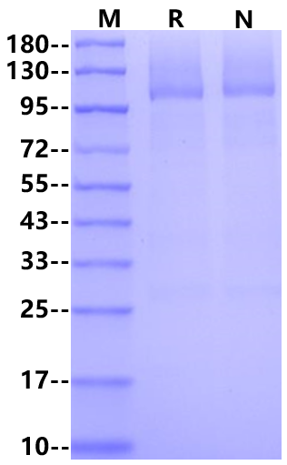Biotinylated Nucleolin/NCL His&Avi Tag Protein, Human