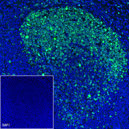 S-RMab® Ki67 Recombinant Rabbit mAb (SDT-R459)